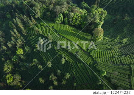 Aerial view of tea farm landscape in China 122474222