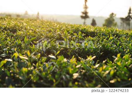 Green tea trees in spring mountains Green tea trees in spring mountains 122474233