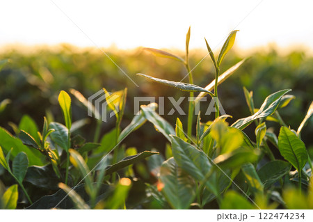 Green tea trees in spring mountains Green tea trees in spring mountains 122474234