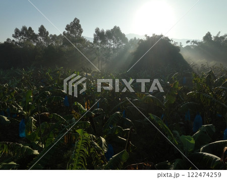 Banana trees growing in field 122474259