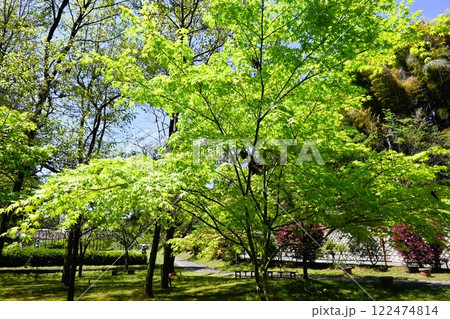 太陽の光に輝く新緑の木々 122474814