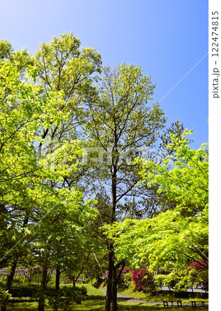 太陽の光に輝く新緑の木々 太陽の光に輝く新緑の木々 122474815