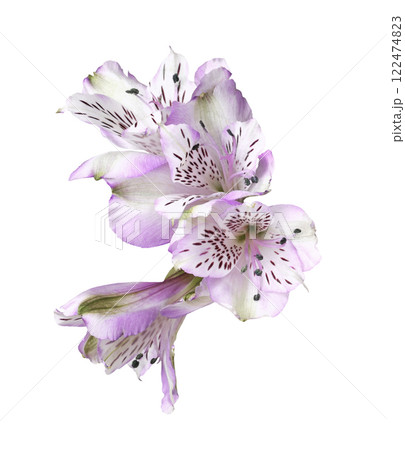 Purple alstroemeria flowers isolated Purple alstroemeria flowers isolated 122474823