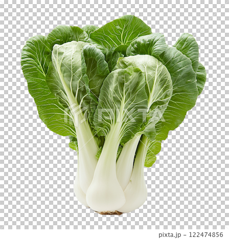 新鮮なチンゲンサイの束 122474856