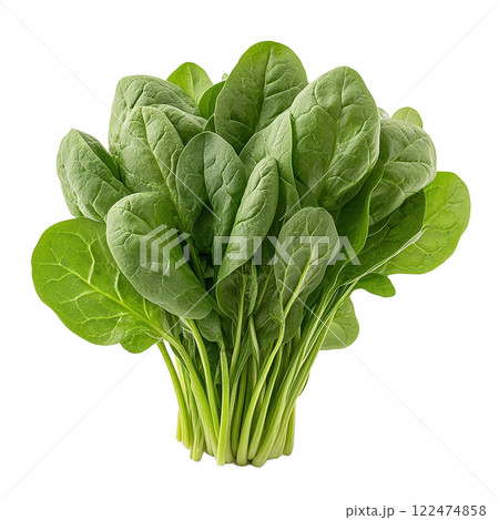 新鮮なほうれん草の束 122474858