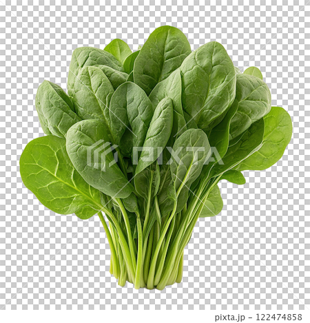 新鮮なほうれん草の束 122474858