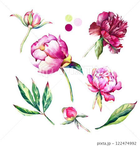 A set of pink floral elements. Flowers, buds and leaves of peonies on a white background. Botanical illustration. Beautiful elements for your design. Clipart. 122474992