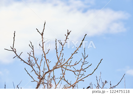 冬の青空と白い梅の花 冬の青空と白い梅の花 122475118