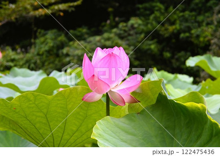 開花した蓮の花 開花した蓮の花 122475436