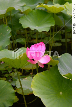 開花した蓮の花 122475437