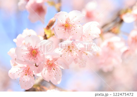 藤桜 122475472
