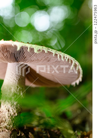 森の中にある野生のキノコ 122475963