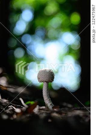森の中にある野生のキノコ 122475967