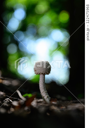 森の中にある野生のキノコ 122475968