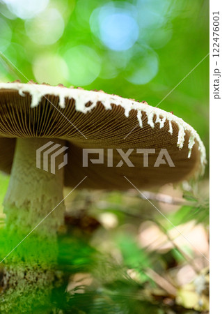 森の中にある野生のキノコ 122476001