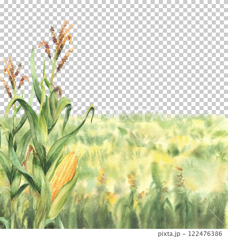 Field of corn. Farmers crop agricultural field with cereals yellow flowers or crops. Watercolor landscape, nature background with agricultural field, meadow or glade. Hand drawn illustration isolated 122476386