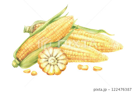 Sweet Corn and corncob composition. Yellow cut and whole maize cob with kernel of corn, Seeds and green leaves, husks of corn plant. Watercolor realistic painted illustration. Isolated from background 122476387