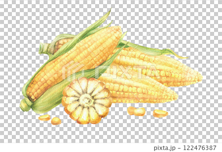 Sweet Corn and corncob composition. Yellow cut and whole maize cob with kernel of corn, Seeds and green leaves, husks of corn plant. Watercolor realistic painted illustration. Isolated from background 122476387
