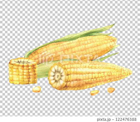 Corn and corncob composition. Yellow cut and whole maize with kernel of corn, Seeds and green leaves, husks of sweet corn plant. Watercolor painted illustration for food label Isolated from background Corn and corncob composition. Yellow cut and whole maize with kernel of corn, Seeds and green leaves, husks of sweet corn plant. Watercolor painted illustration for food label Isolated from background 122476388