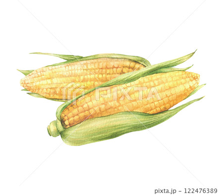 Two Corncobs or sweet maize cobs. Yellow grain vegetable with green husks, leaves. Watercolor realistic hand drawn isolated from background illustration. Food packaging, label, farming product design 122476389