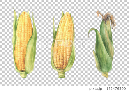 Corn Cobs set. Raw sweet maize with green leaves and husks. Grain vegetable agricultural crop harvesting element. Watercolor realistic painted isolated from background illustration for food packaging 122476390