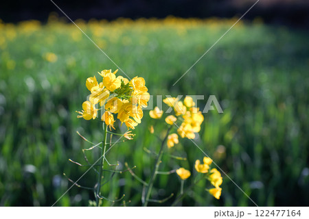 ＜五島の風景＞冬に咲いた季節外れの菜の花 122477164