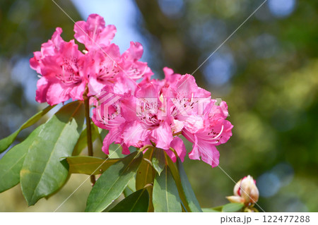 シャクナゲ 122477288