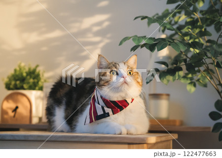 pet care concept with cat wear cloth and play with owner in living room 122477663