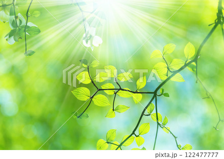 新緑の木と光 122477777