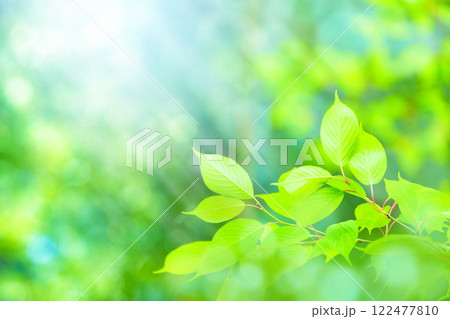 新緑の木と光 122477810