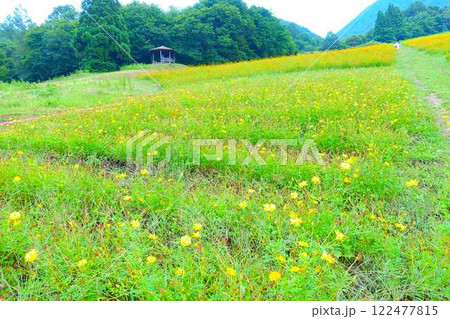 満開のコスモス 秋桜 コスモスベルグ 面白山高原 満開のコスモス 秋桜 コスモスベルグ 面白山高原 122477815