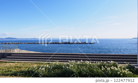 北下浦スイセンロード 122477912