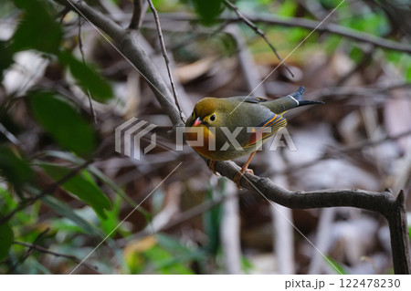 暗い林の中にいるソウシチョウ 122478230