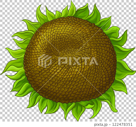 Sunflower Flower  with Seeds Colored Detailed Illustration. 122478351