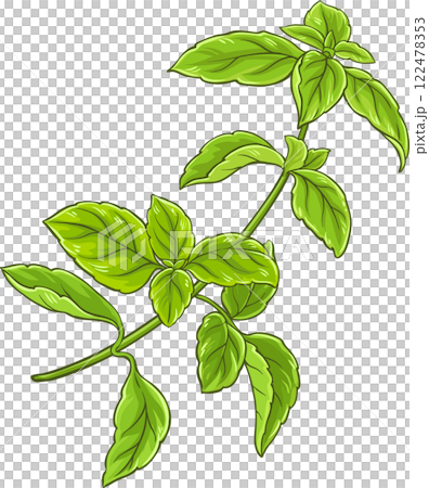 Green Basil Branch with Leaves Colored Detailed Illustration Green Basil Branch with Leaves Colored Detailed Illustration 122478353