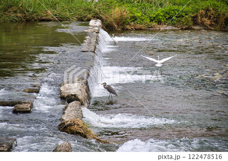 京都 鴨川(賀茂川) 京都 鴨川(賀茂川) 122478516