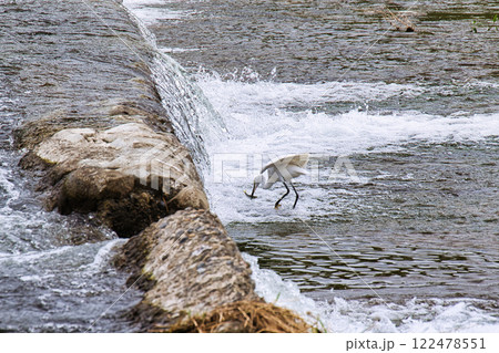 京都　鴨川（賀茂川） 122478551