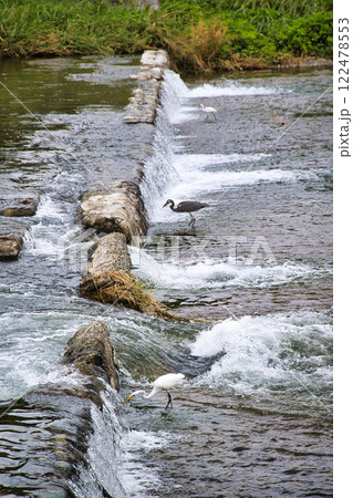 京都　鴨川（賀茂川） 122478553