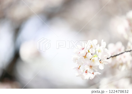 春の日差しを浴びる桜 122478632