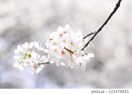 春の日差しを浴びる桜 春の日差しを浴びる桜 122478633