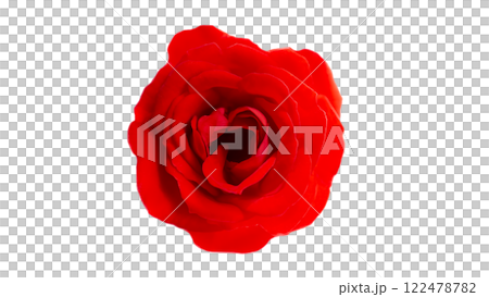 鮮紅的玫瑰花、切口、鳥瞰特寫、透明背景 122478782