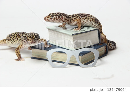Geckos exploring books and glasses on a white background in a playful indoor setting 122479064