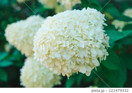 A white flower of hortensia with green leaves, close-up A white flower of hortensia with green leaves, close-up 122479332
