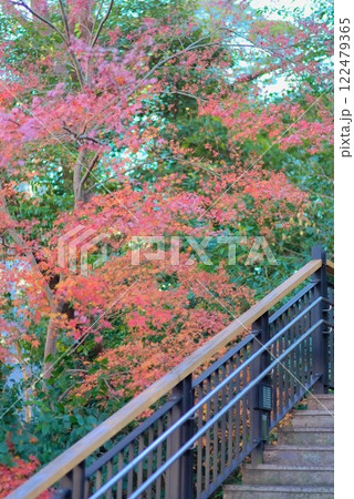 風邪にたなびく真っ赤な紅葉 122479365