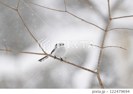 シマエナガ シマエナガ 122479694