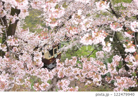 わたらせ渓谷鐵道「桜の花フレームの隙間に写る列車」 122479940
