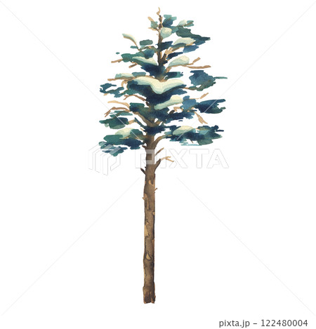 Pine tree tall with green crown and snow on branches, for winter landscape. Watercolor illustration hand drawn. Separate element object isolated from background. 122480004
