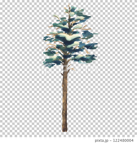 Pine tree tall with green crown and snow on branches, for winter landscape. Watercolor illustration hand drawn. Separate element object isolated from background. 122480004