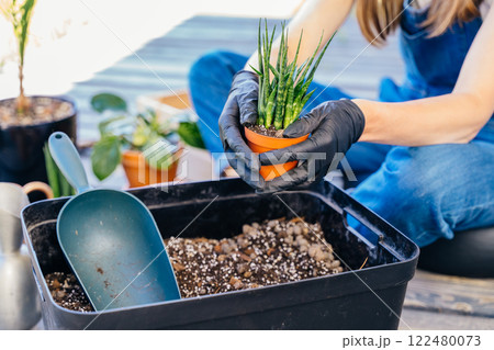 Unrecognizable woman wearing gloves made special soil for the succulents. The process of transplanting the plant into another pot. Unrecognizable woman wearing gloves made special soil for the succulents. The process of transplanting the plant into another pot. 122480073