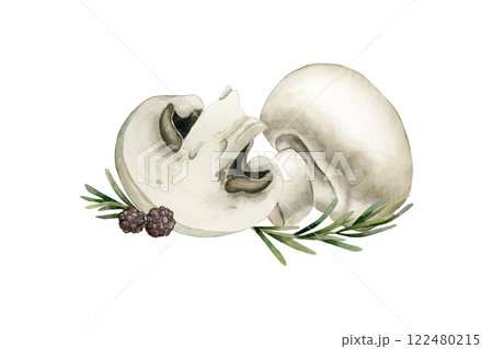 Champignon mushrooms with rosemary and black pepper arrangement. Fresh vegetables. Watercolor hand painted isolated food illustration cookbook, kitchen table textile, delicious fabric, package, card Champignon mushrooms with rosemary and black pepper arrangement. Fresh vegetables. Watercolor hand painted isolated food illustration cookbook, kitchen table textile, delicious fabric, package, card 122480215